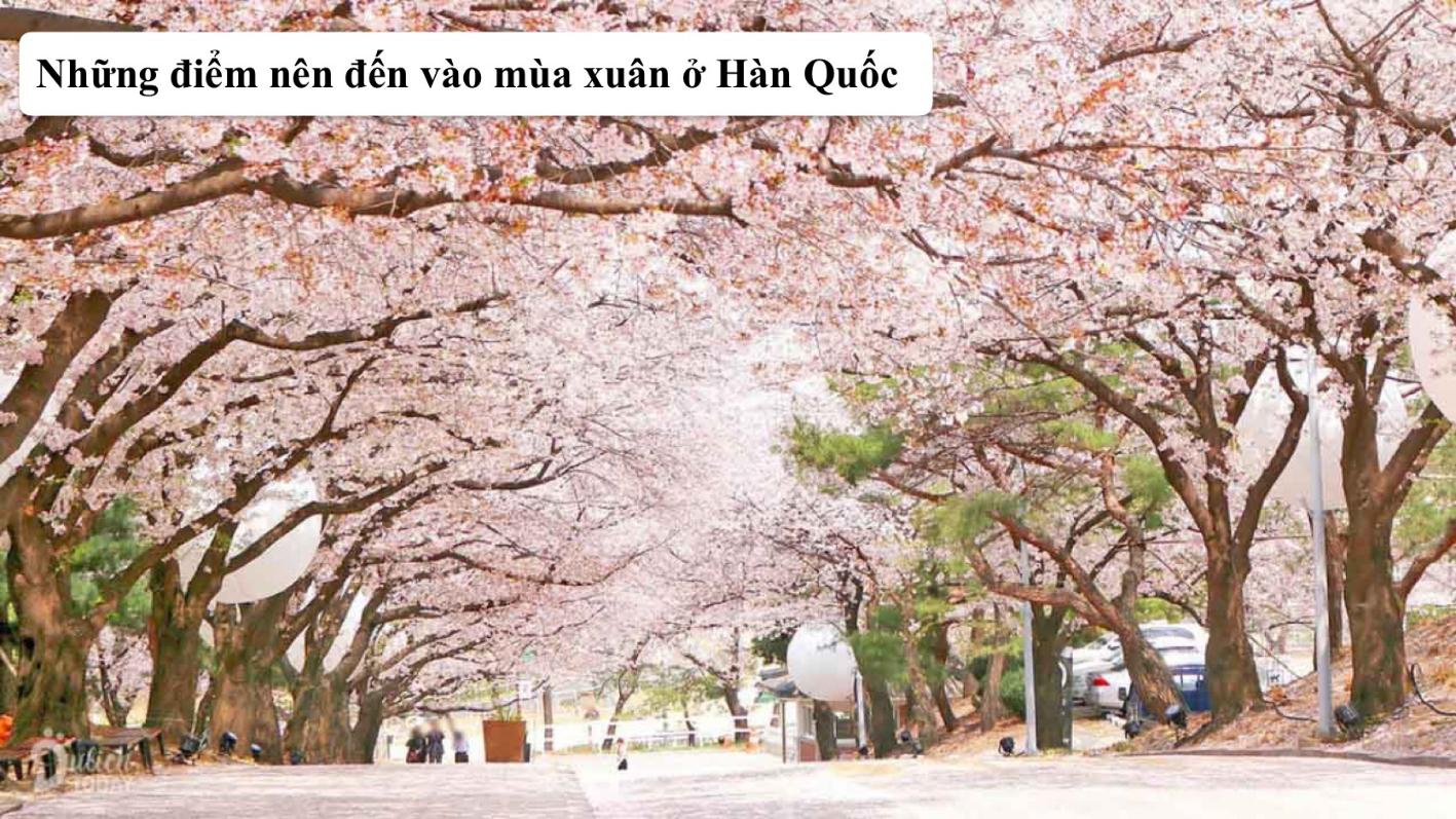Những điểm nên đến vào mùa xuân ở Hàn Quốc