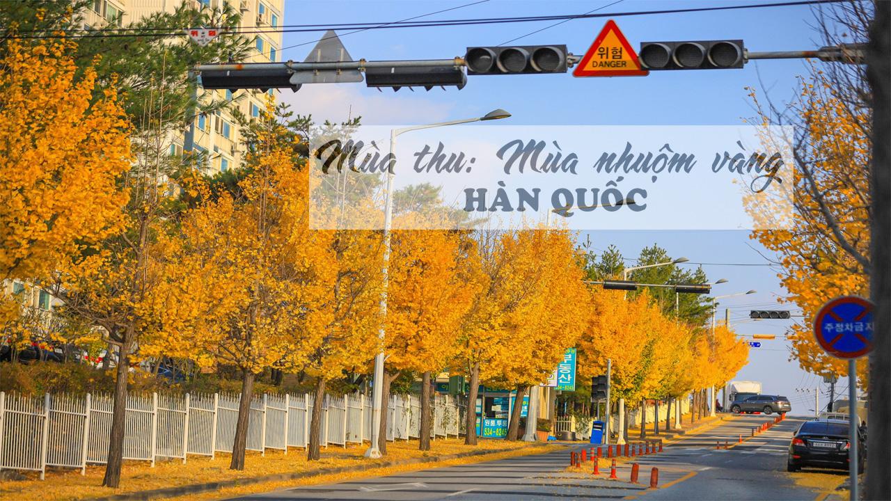 Mùa thu: mùa nhuộm vàng Hàn Quốc