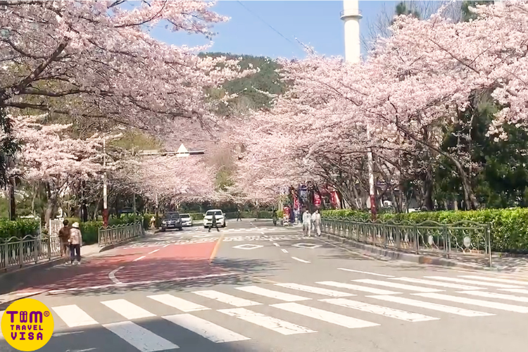 Kinh nghiệm du lịch ngắm hoa anh đào Hàn Quốc mới nhất