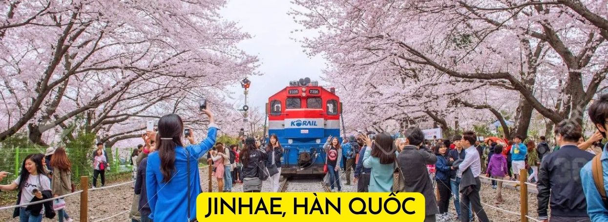 đường sắt hoa anh đào Jinhae, Hàn Quốc