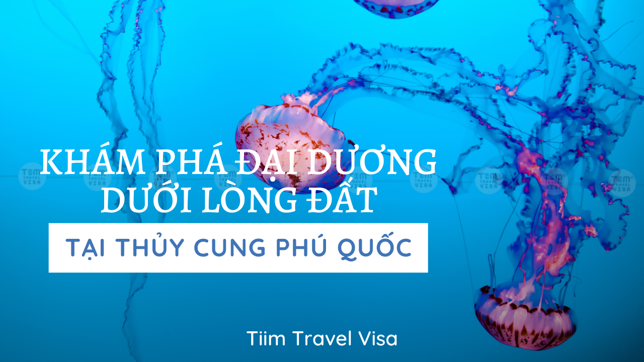 Review Thủy cung Vinpearl Land Phú Quốc chi tiết từ A-Z