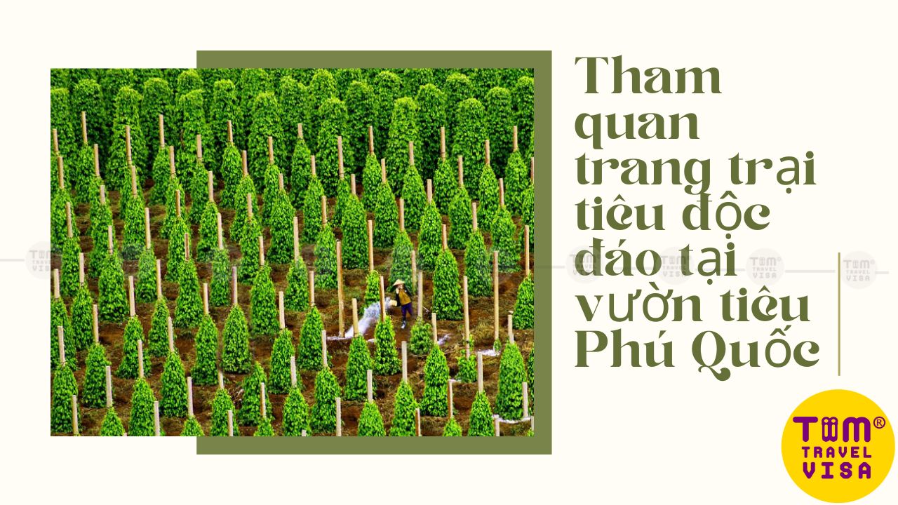 Vườn tiêu Phú Quốc: Địa điểm check-in siêu hấp dẫn tại Đảo Ngọc