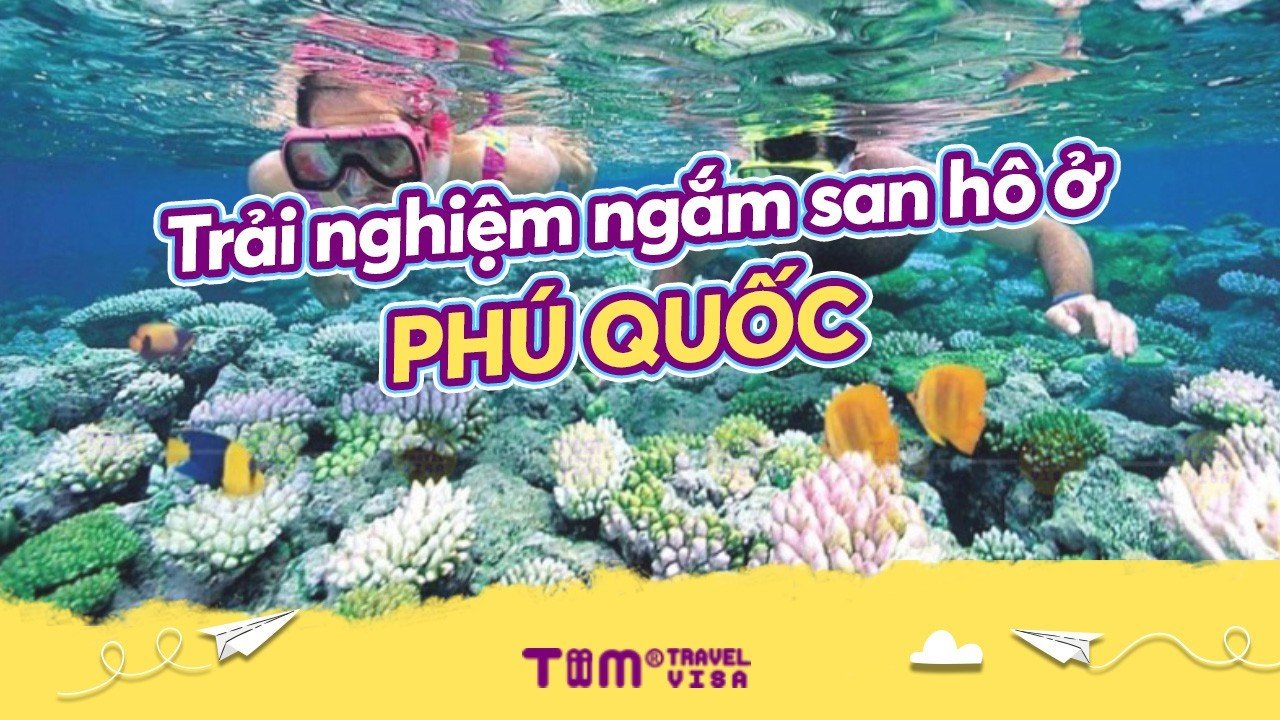 Trải nghiệm ngắm san hô ở Phú Quốc cực kì thú vị	