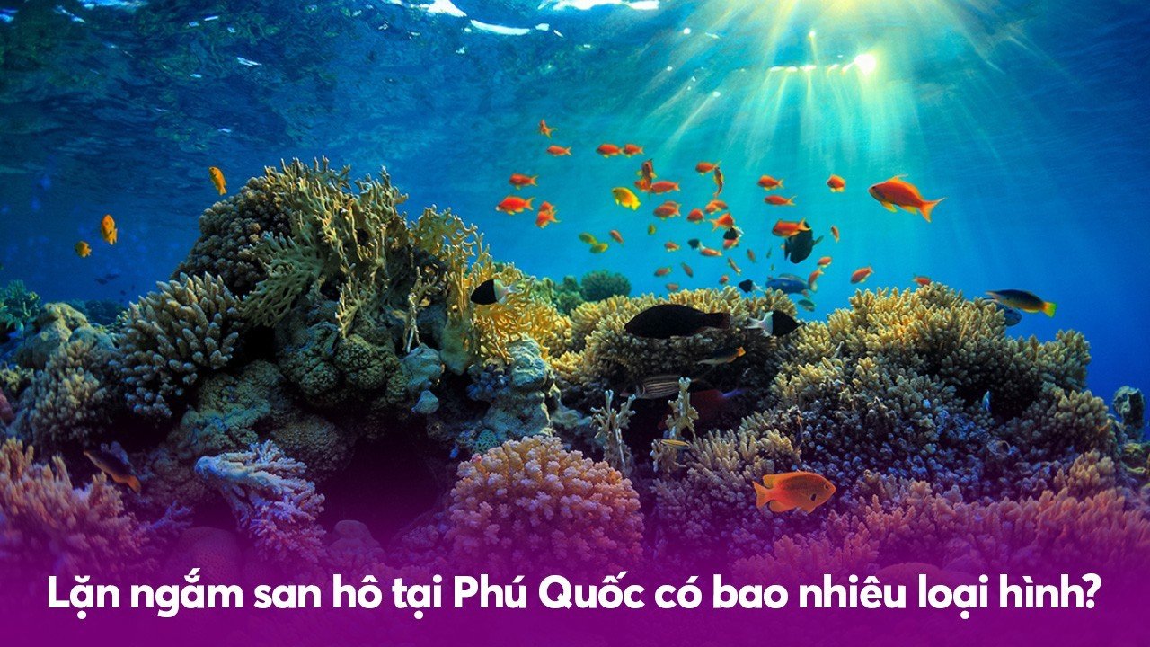 Lặn ngắm san hô tại Phú Quốc có bao nhiêu loại hình?