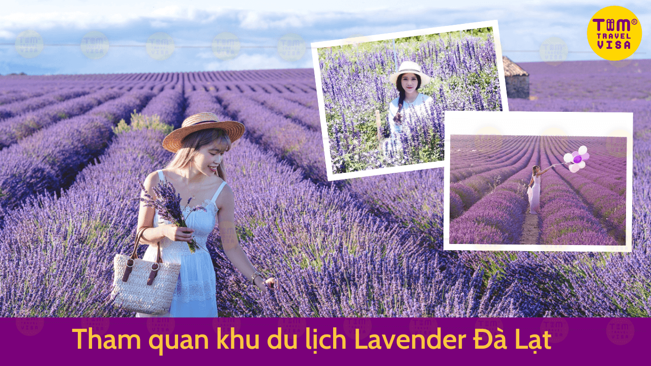 Khu du lịch lavender 
