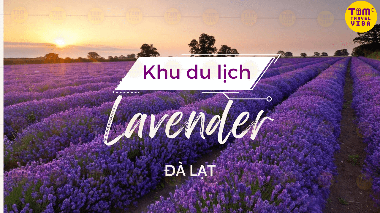 Khám phá vẻ đẹp mê mẩn của khu du lịch lavender Đà Lạt