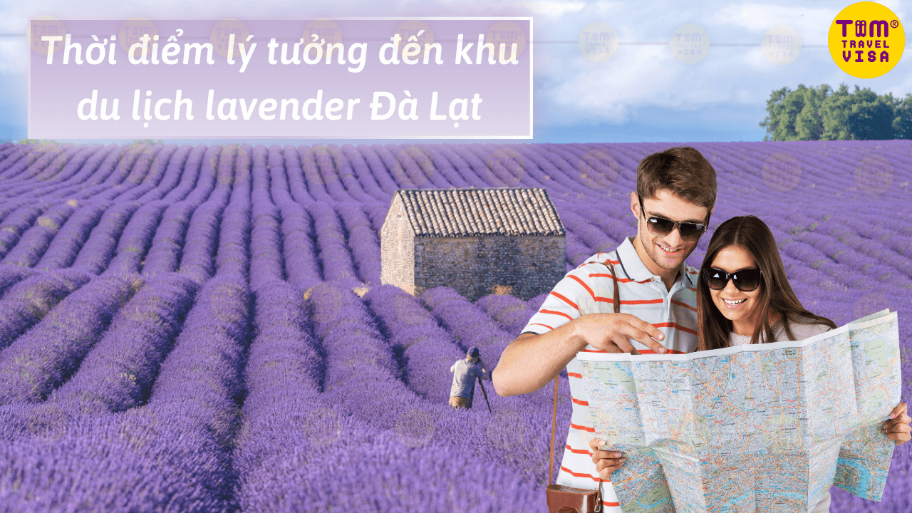Thời điểm lý tưởng đến khu du lịch lavender Đà Lạt