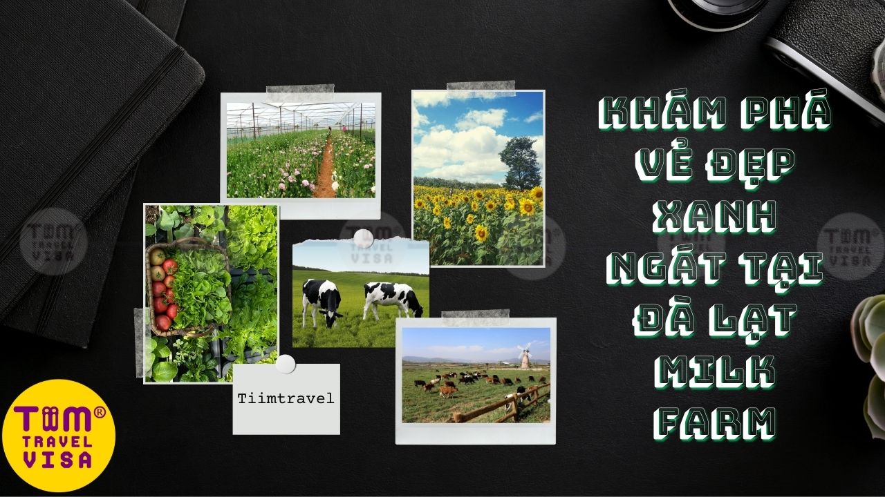 Review Đà Lạt Milk Farm - Trang trại bò sửa Đà Lạt 2023