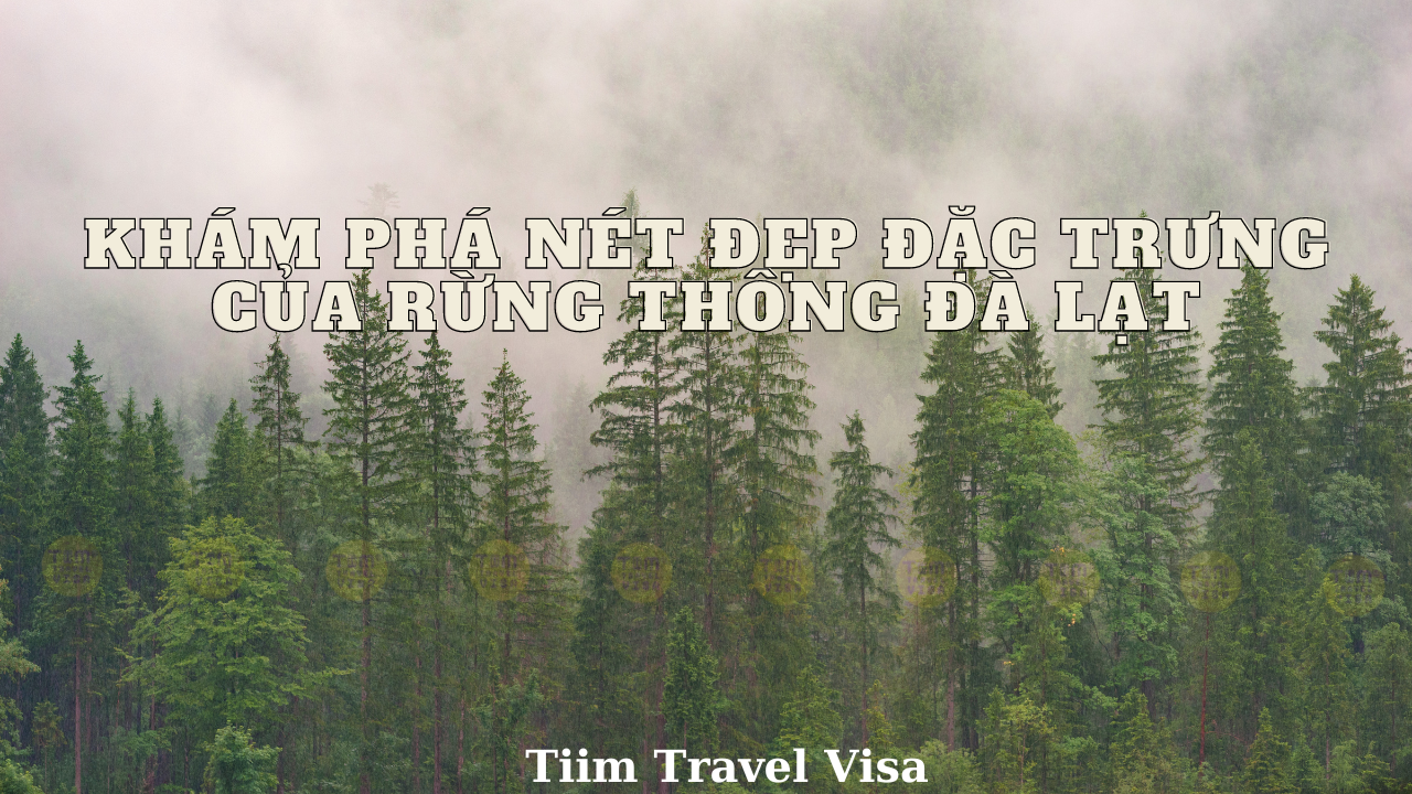 Khám phá nét đẹp đặc trưng của rừng thông Đà Lạt