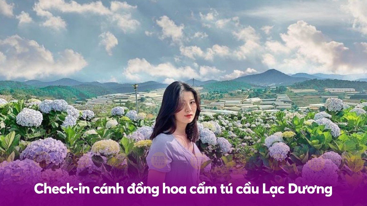 Check-in cánh đồng hoa cẩm tú cầu Lạc Dương