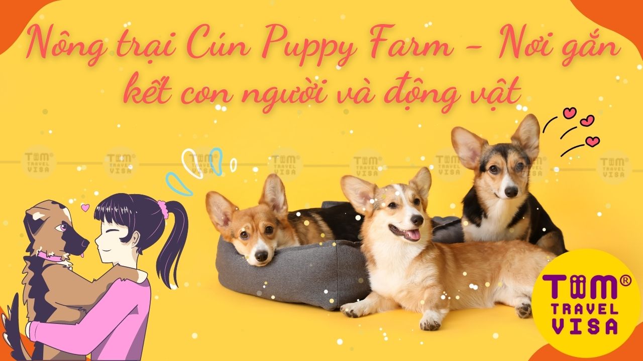 Nông trại Cún Puppy Farm - Nơi gắn kết con người và động vật
