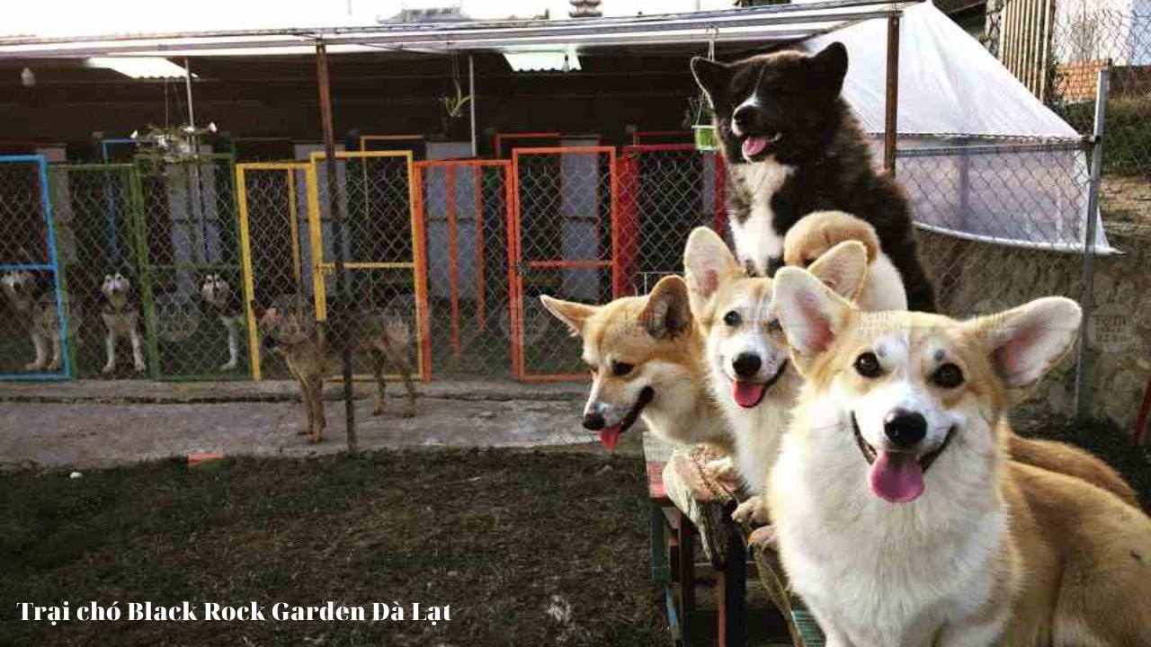 Trại chó Black Rock Garden Đà Lạt 