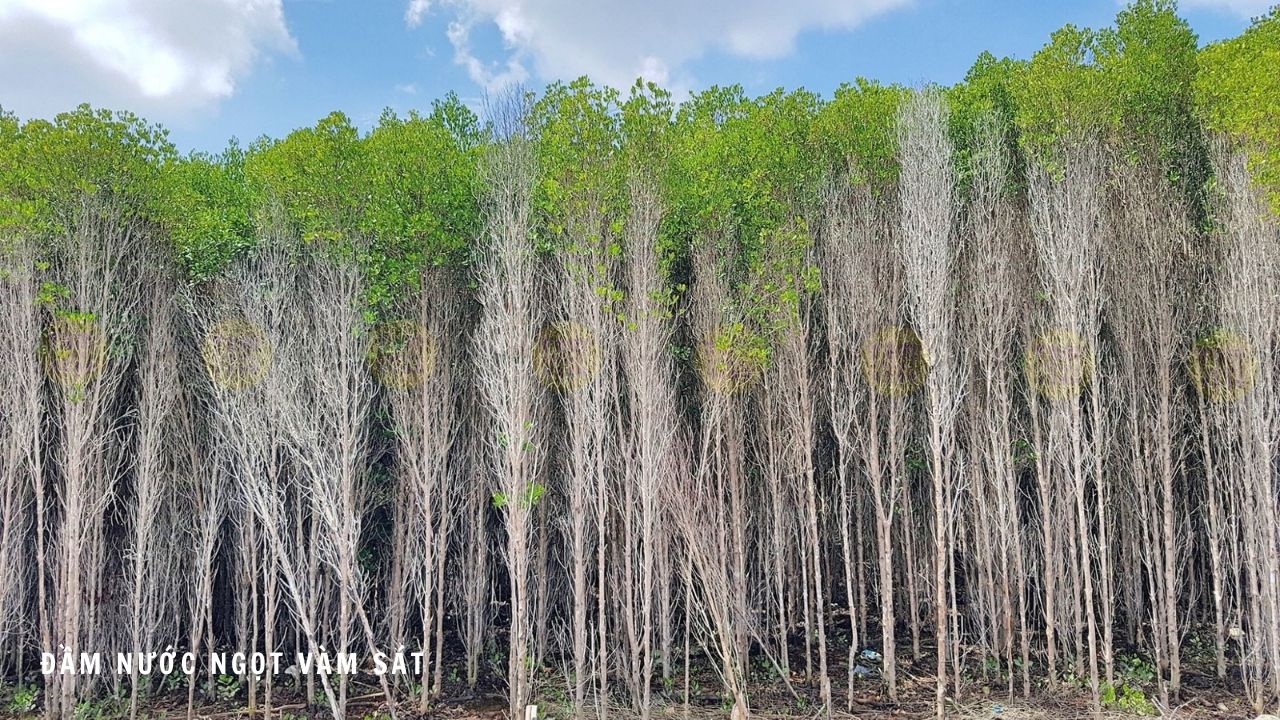 Khám phá đầm nước ngọt Vàm Sát