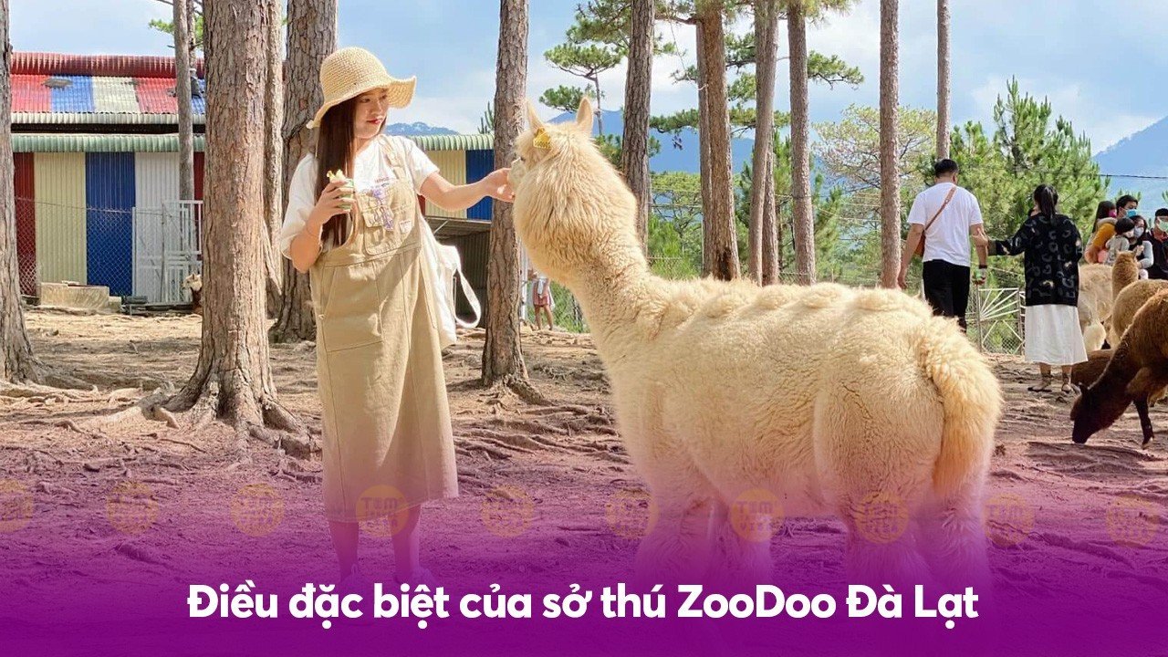 Điều đặc biệt của sở thú Zoodoo