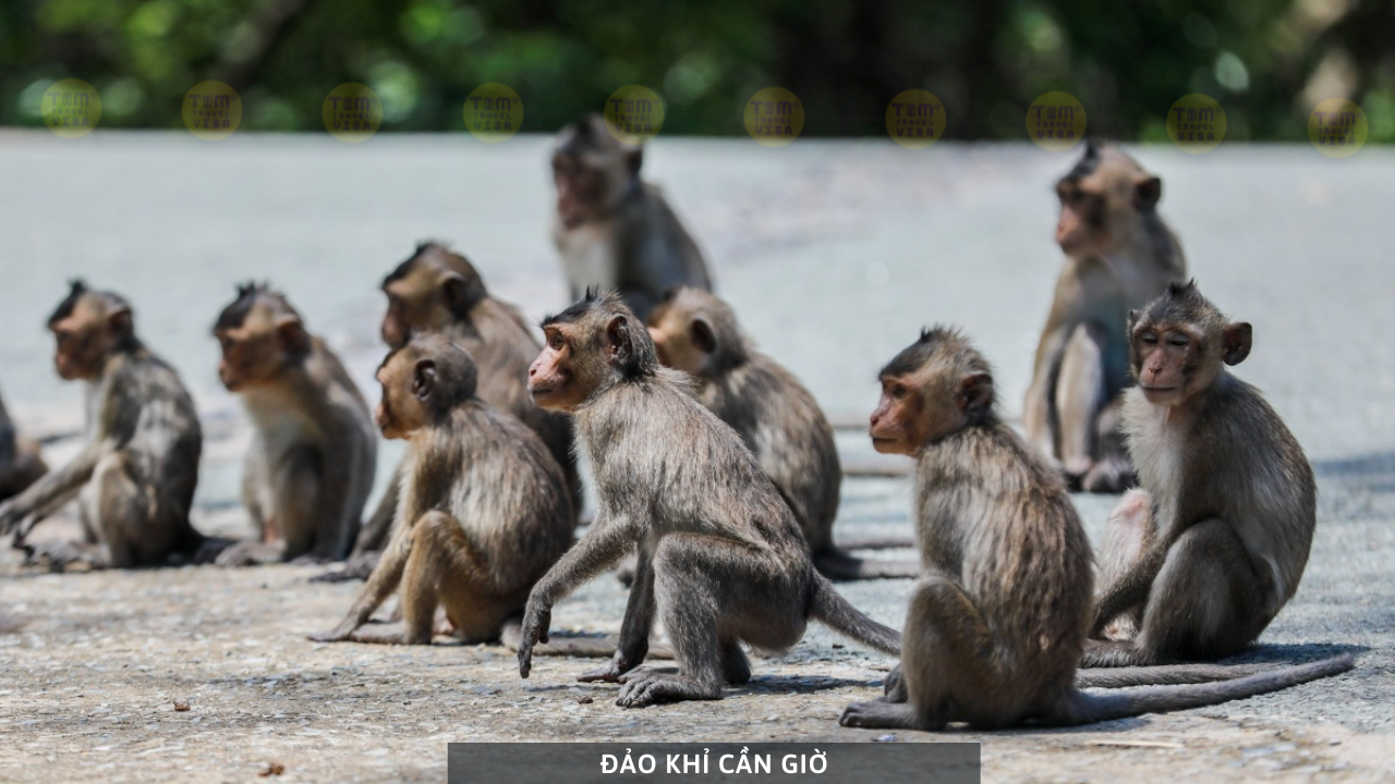 Đảo Khỉ Cần Giờ