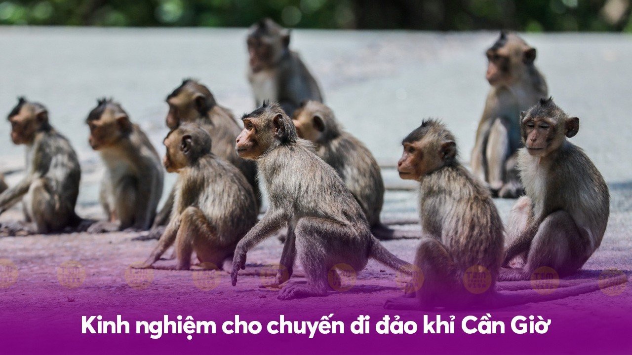 Kinh nghiệm cho chuyến đi đảo khỉ Cần Giờ