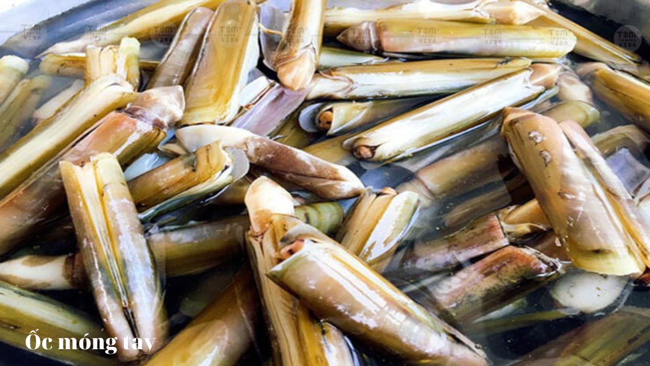 ốc móng tay