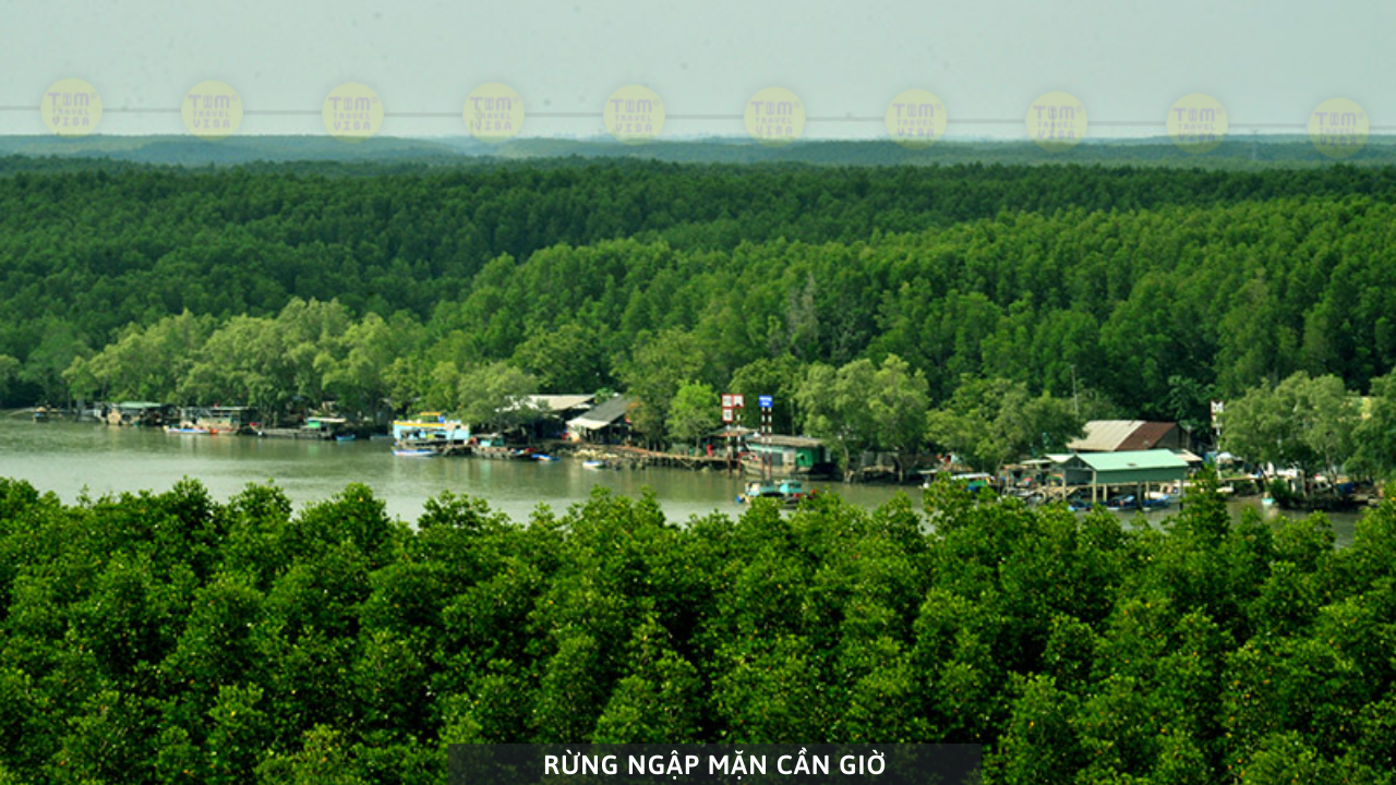 Rừng Ngập Mặn