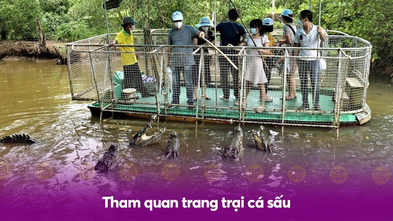 Tham quan trang trại cá sấu