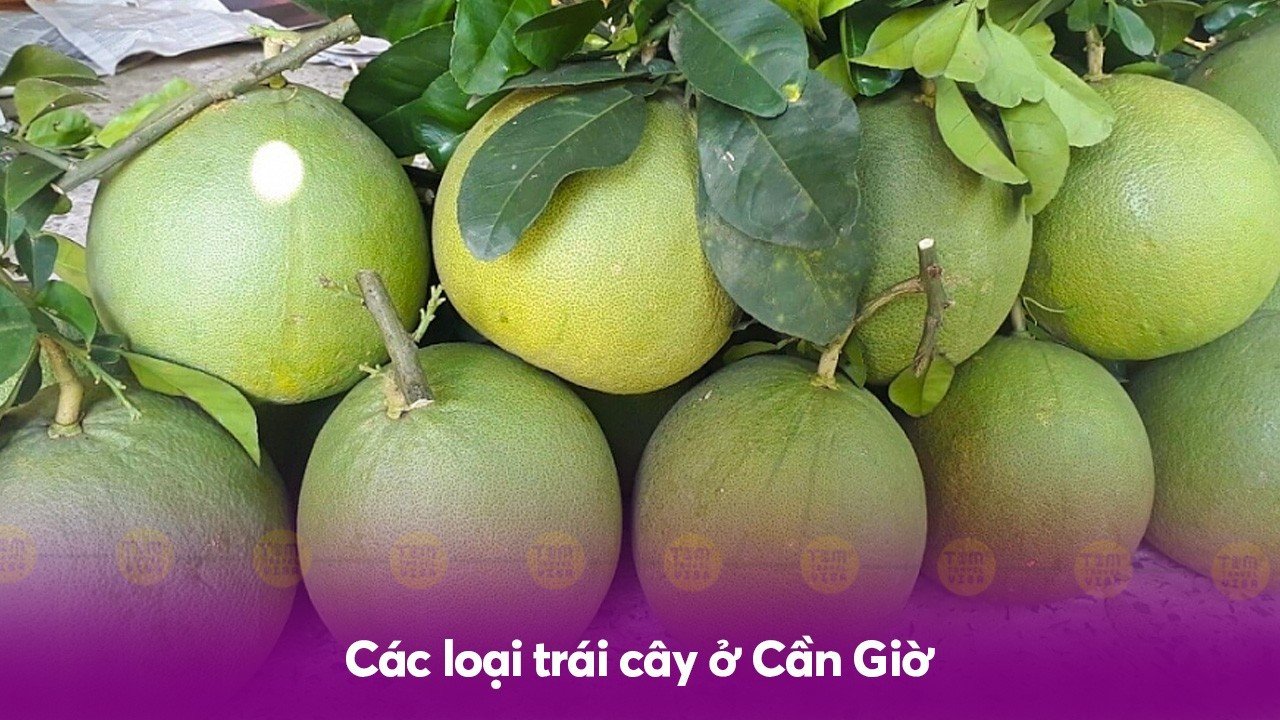 Các loại trái cây ở Cần Giờ