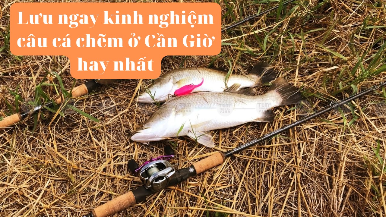 Lưu ngay kinh nghiệm câu cá chẽm ở Cần Giờ hay nhất