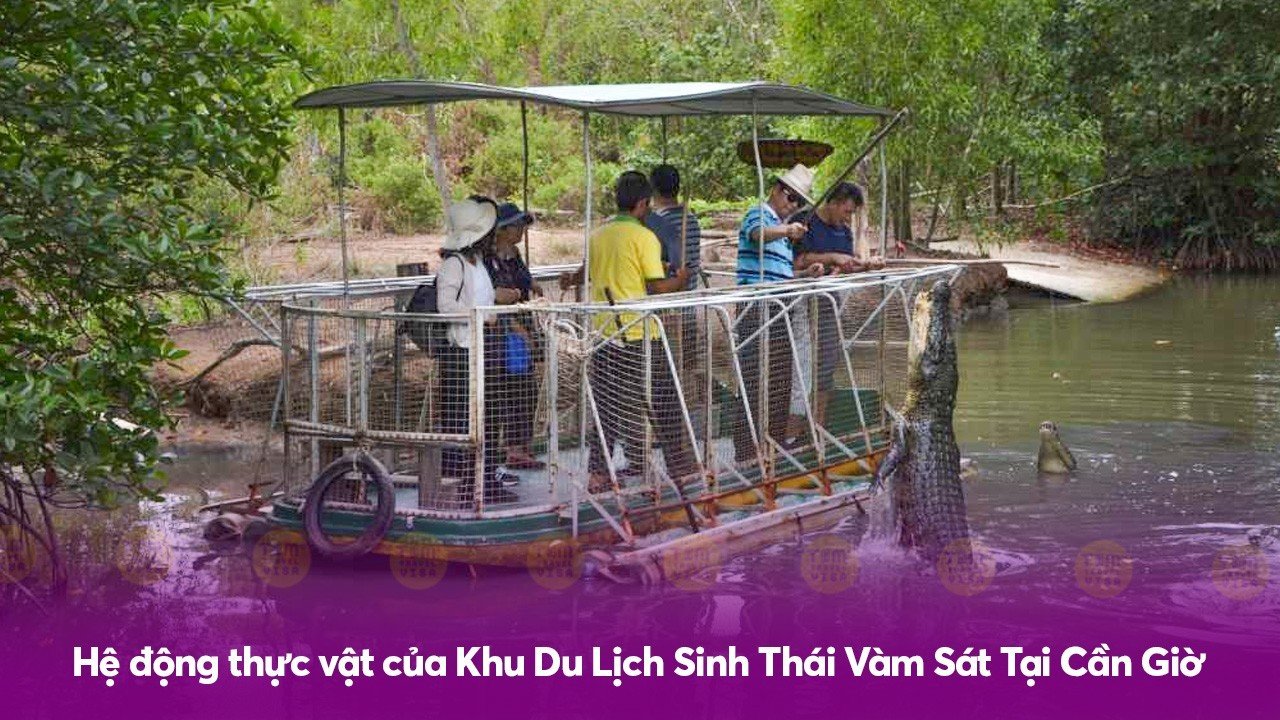 Hệ động thực vật của Khu Du Lịch Sinh Thái Vàm Sát Tại Cần Giờ