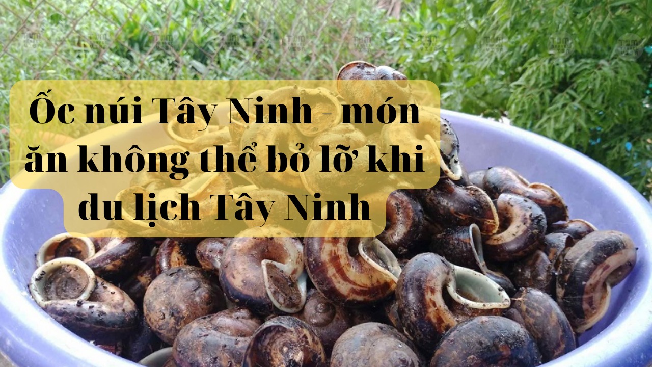 Ốc núi Tây Ninh - món ăn không thể bỏ lỡ khi du lịch Tây Ninh