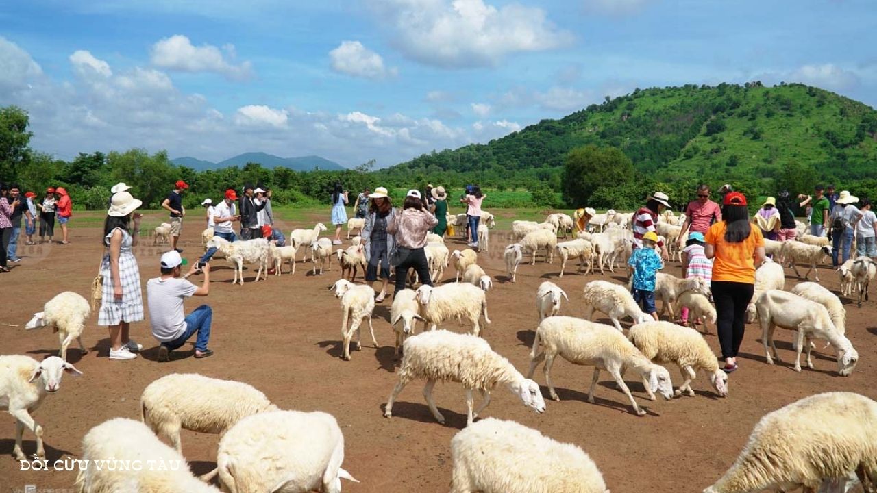 Tham quan đồi cừu