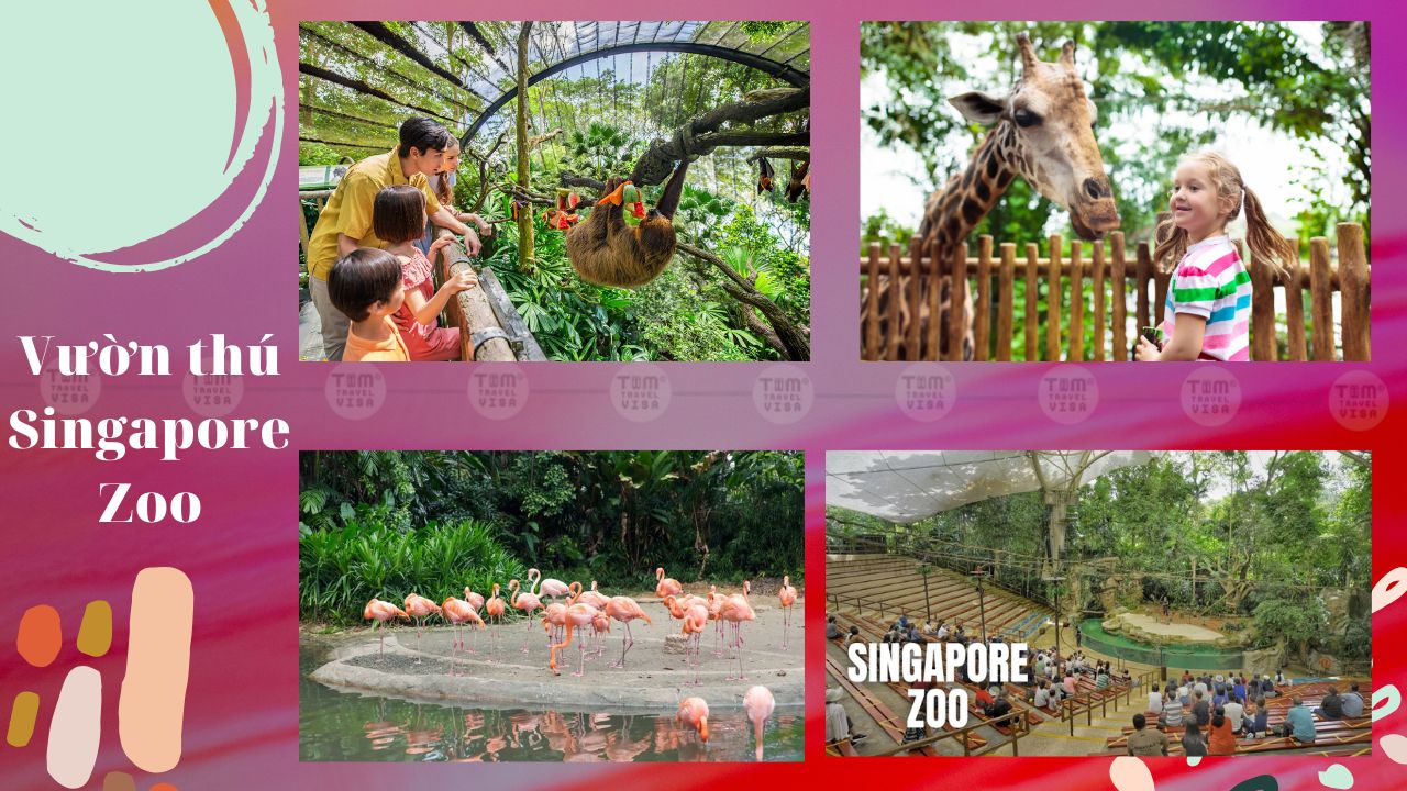 Hoạt động thú vị tại Vườn thú Singapore Zoo