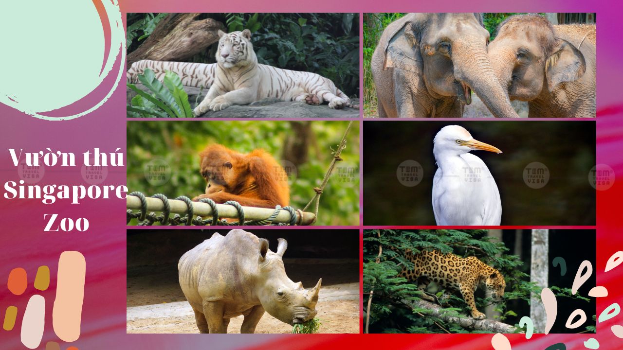 Các loài động vật ấn tượng trong môi trường Vườn thú Singapore Zoo