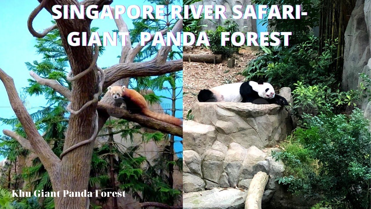 Khu Giant Panda Forest