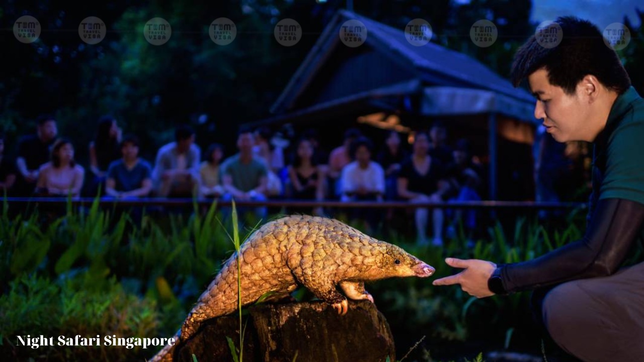 Night Safari Singapore 