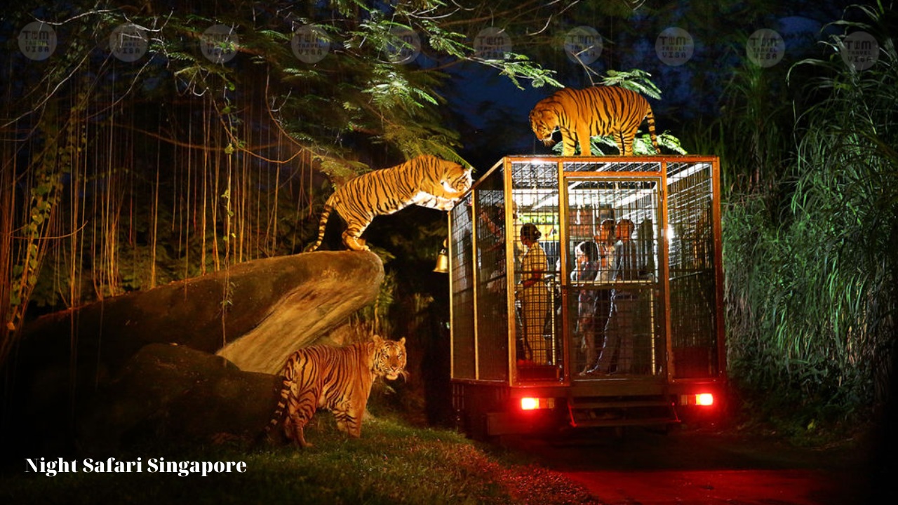 Night Safari Singapore 