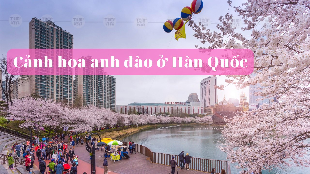 Cảnh hoa anh đào ở Hàn Quốc