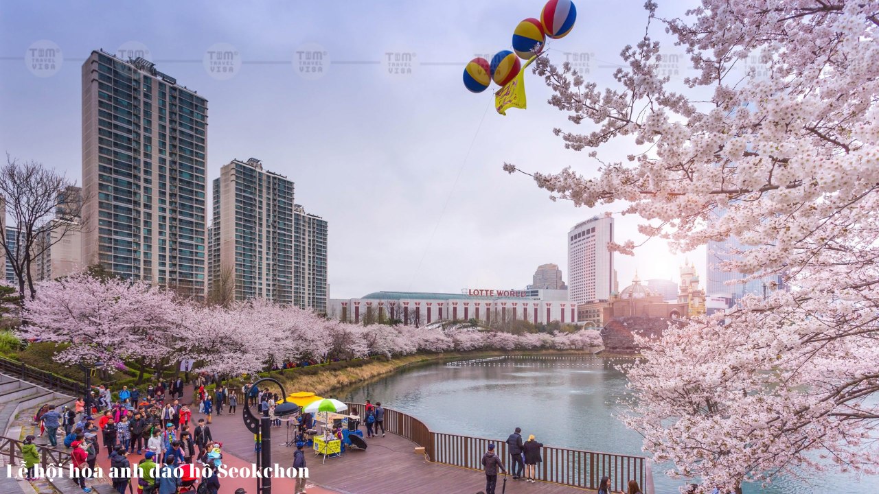 Lễ hội hoa anh đào hồ Seokchon