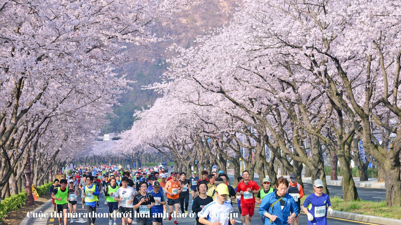 Hoa anh đào ở Hàn Quốc - Cuộc thi Marathon