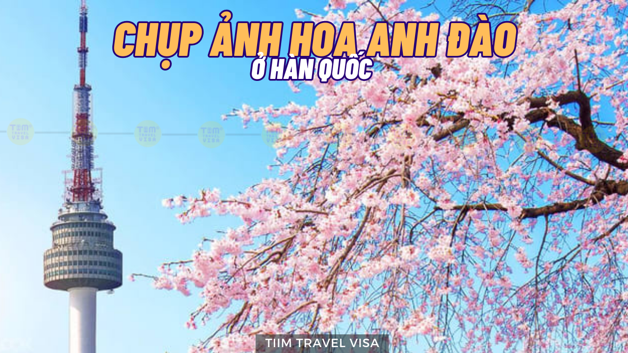 Chụp ảnh hoa anh đào Hàn Quốc