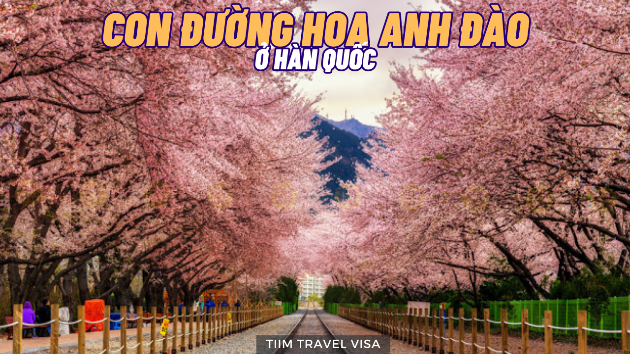 Con đường hoa anh đào ở Hàn Quốc tháng nào đẹp nhất?