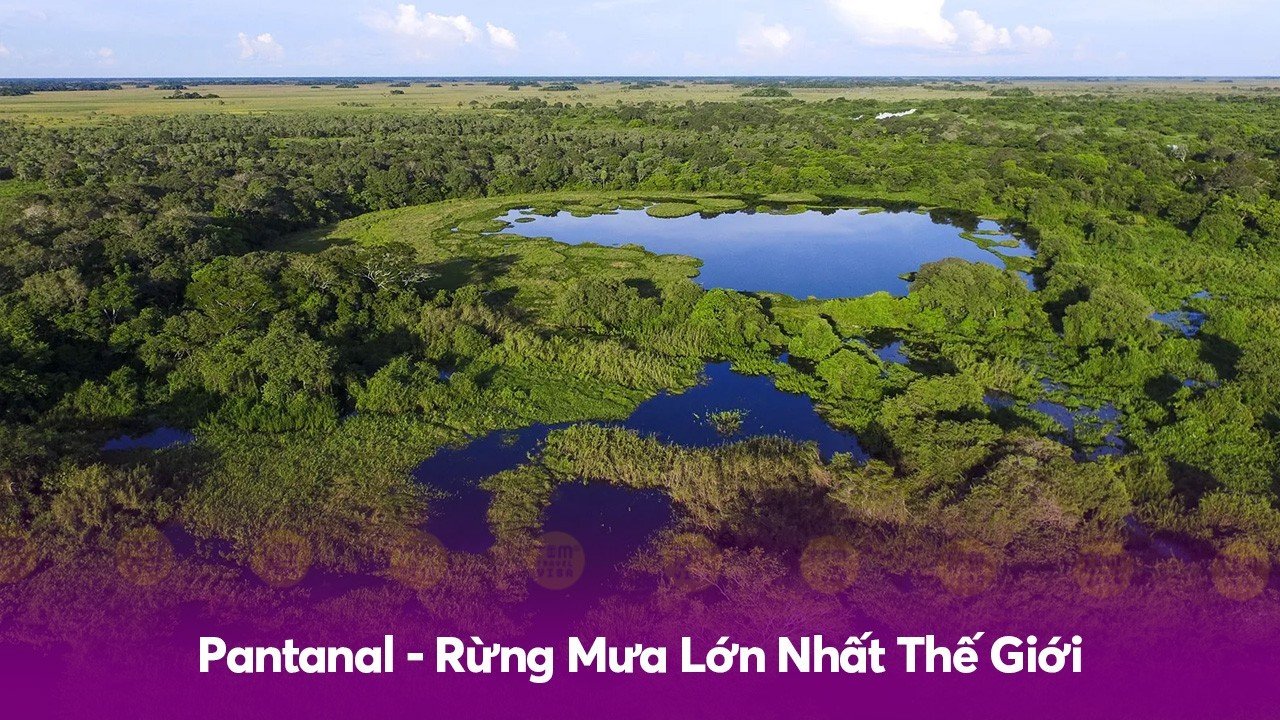 Brazil có gì? Pantanal - Rừng Mưa Lớn Nhất Thế Giới