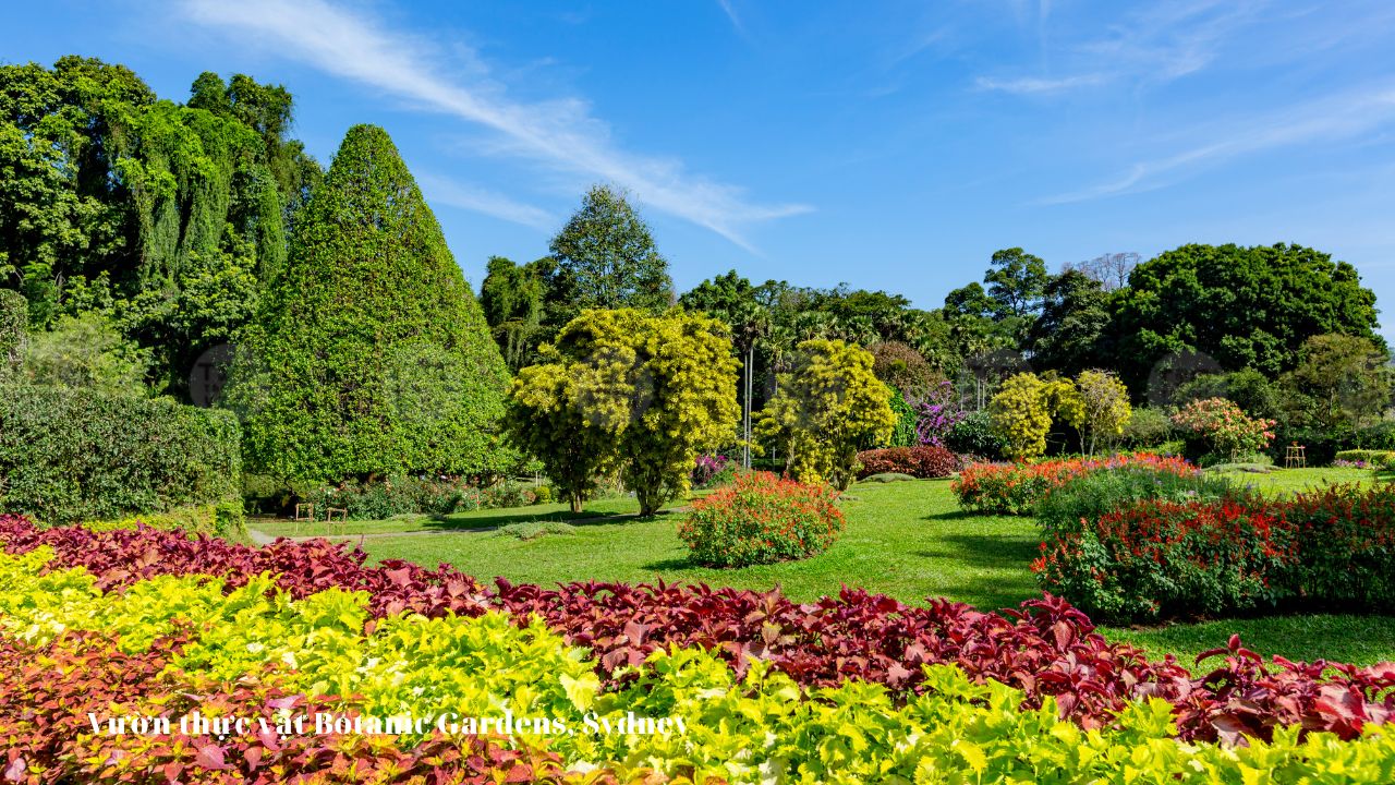 Vườn thực vật Botanic Gardens, Sydney 