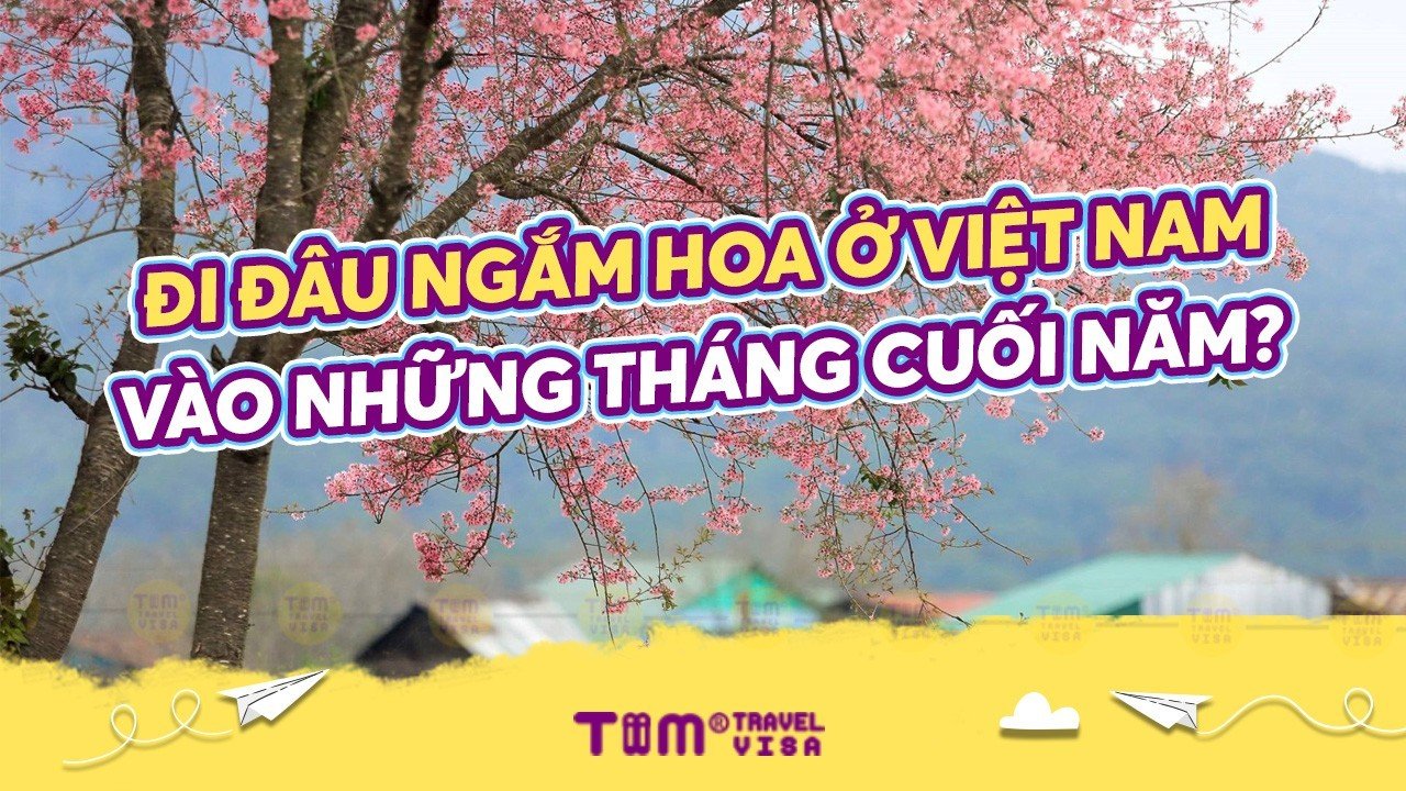 Đi đâu ngắm hoa ở Việt Nam vào những tháng cuối năm?