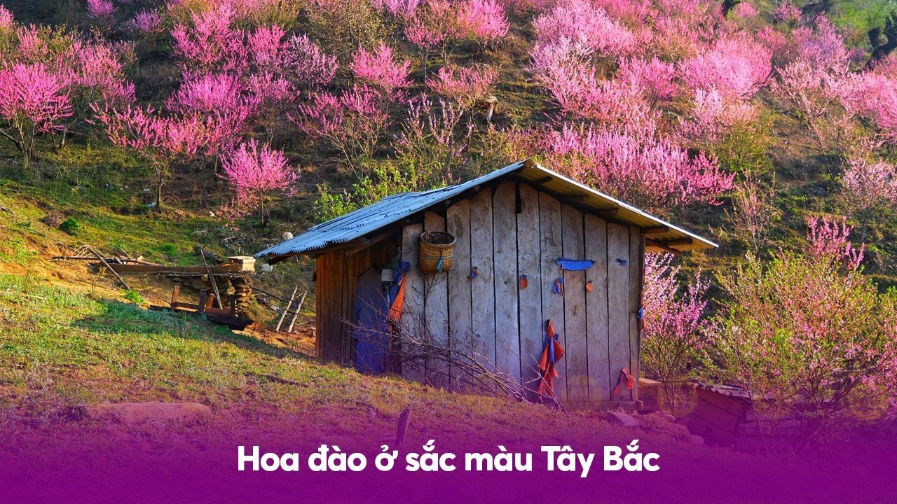 Hoa đào ở sắc màu Tây Bắc