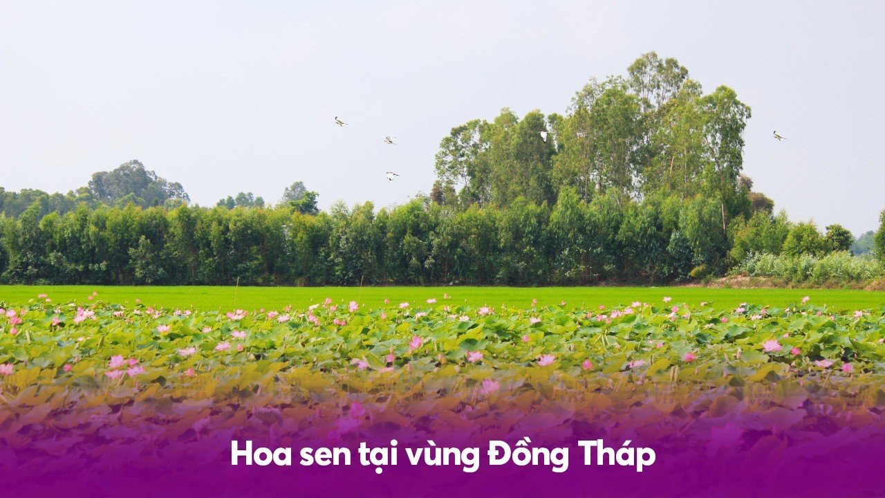 Hoa sen tại vùng Đồng Tháp