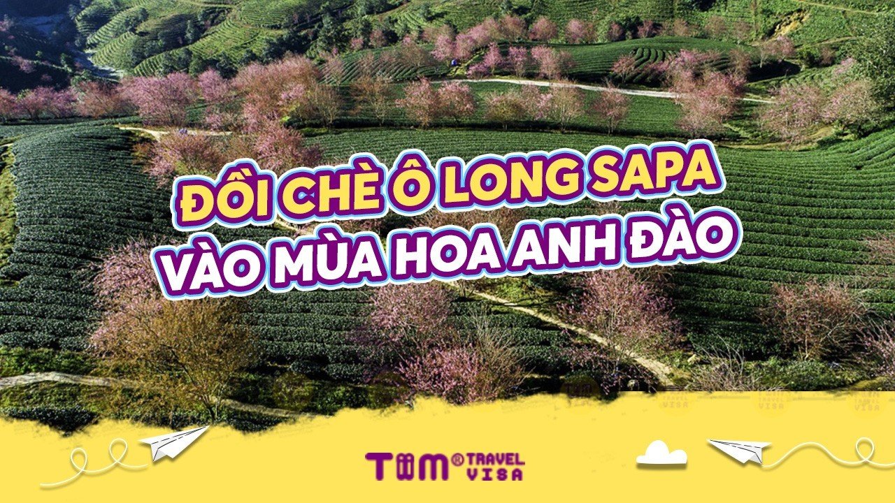 Đồi chè Ô Long Sapa - Khám phá vẻ đẹp thiên nhiên hùng vĩ