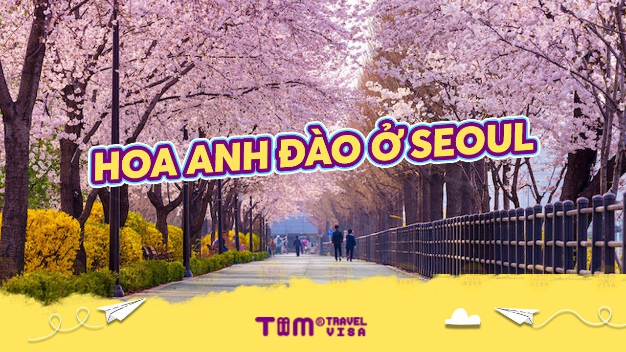 Top 25+ địa điểm đẹp nhất để chiêm ngưỡng hoa anh đào ở Seoul