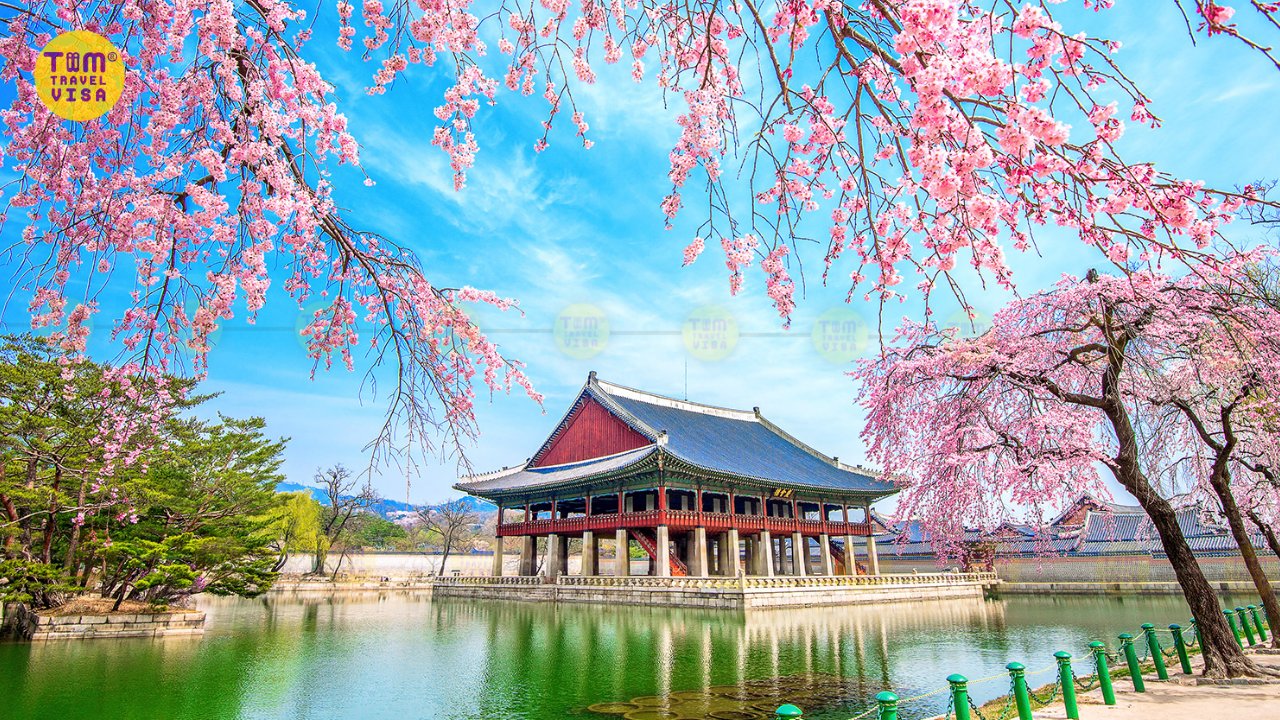 Ngắm hoa anh đào ở Gyeongbokgung Palace