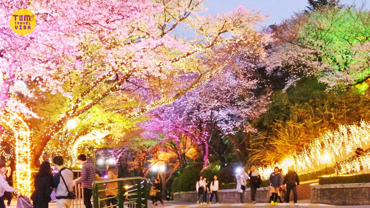 Ngắm hoa anh đào Namsan Park