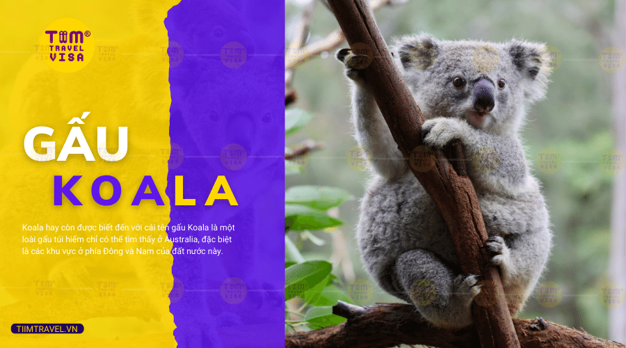 Koala là con gì? Những sự thật thú vị về gấu túi Koala