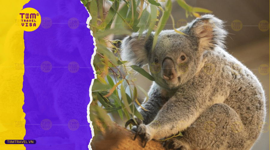 Koala là con gì?