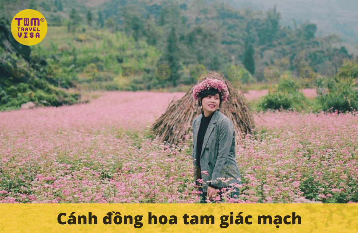 cánh đồng hoa tam giác mạch